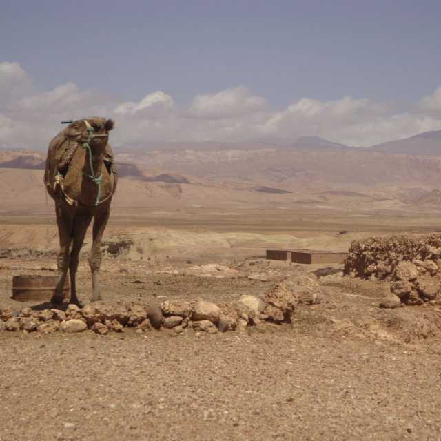circuit dans le désert marocain, visites guidées, séjour au Maroc